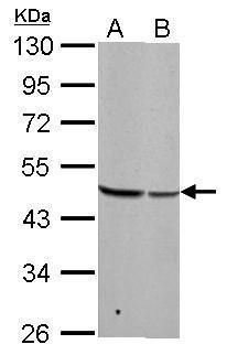 BZW2 Rabbit Polyclonal Antibody