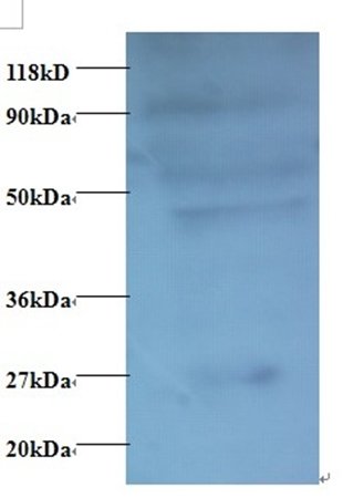 CCL7 Antibody (Biotin)