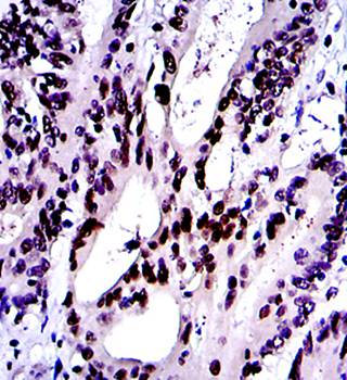 c-Jun Antibody