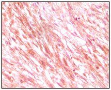 C-Kit Antibody