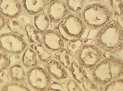 Mouse anti Human myc Antibody