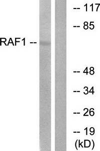 C-RAF (Ab-621) Antibody