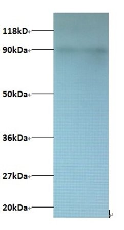 CXCL5 Antibody (Biotin)