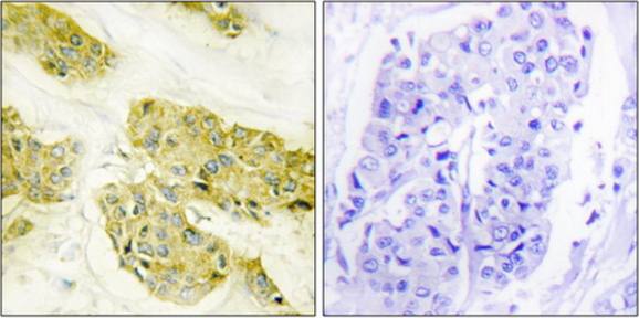 Collagen V α3 Antibody