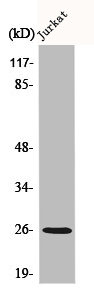 C1QB Antibody