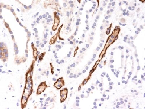 C4A, N/A Antibody