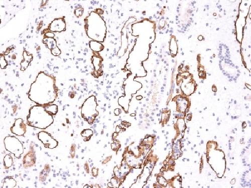 C4A, N/A Antibody