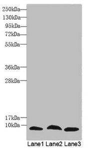 C4orf3 Antibody