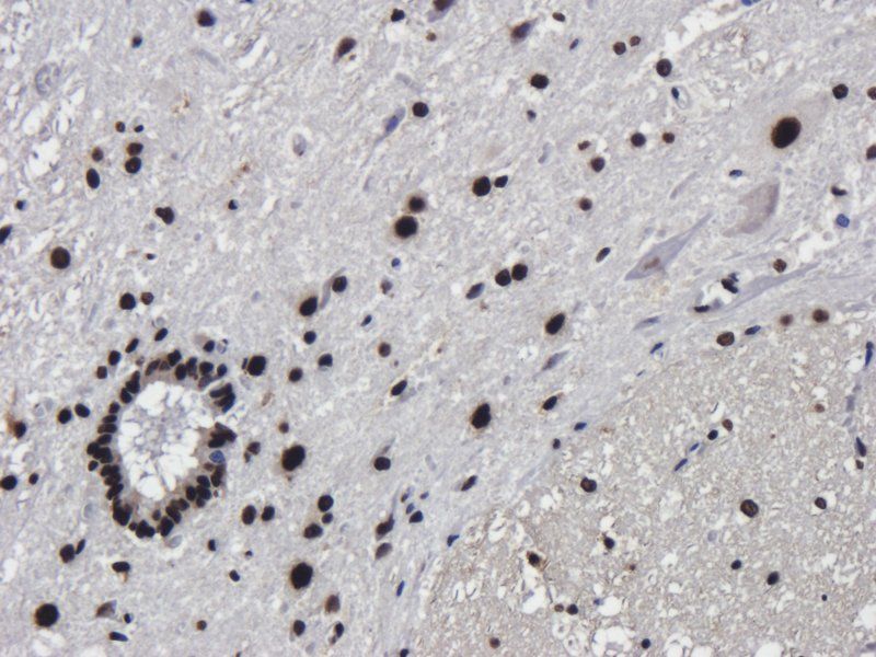 C5a Rabbit Polyclonal Antibody