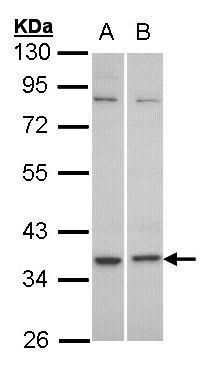 adenosine A2a receptor Antibody