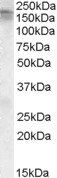 Goat anti-CACNA1C Antibody