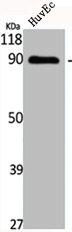 CDH16 Antibody