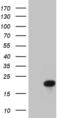 Calcium binding protein P22 Antibody