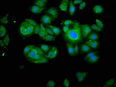CAPN2 Antibody