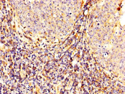 CAPN2 Antibody