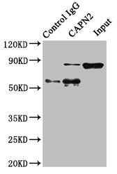 CAPN2 Antibody