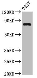 CAPN2 Antibody