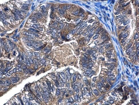 Histone H2A.Z Rabbit Polyclonal Antibody