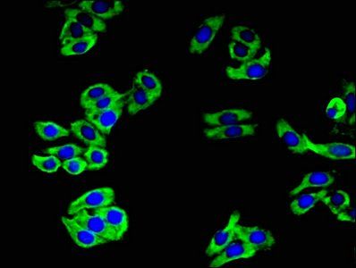CAMLG Antibody