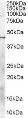 Goat anti-Cannabinoid Receptor 2 Antibody