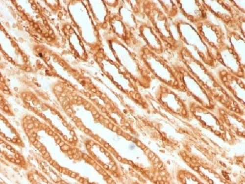 CANX Antibody