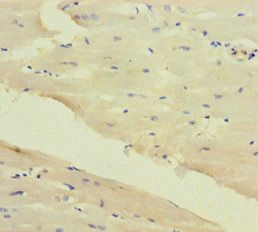 CAPN1 Antibody