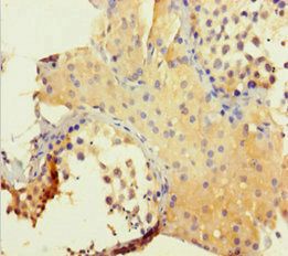 CAPN1 Antibody