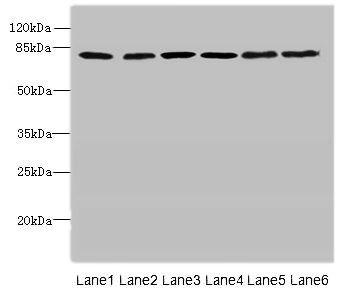 CAPN1 Antibody