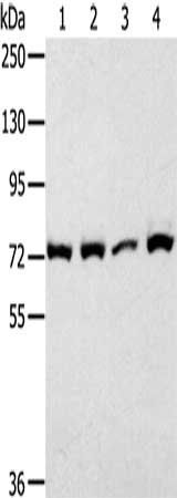 CAPN1 Antibody