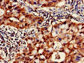 CAPN1 Antibody