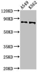 CAPN1 Antibody