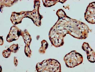 CASP2 Antibody