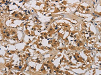 CASP9 Antibody