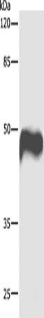CASP1 Antibody