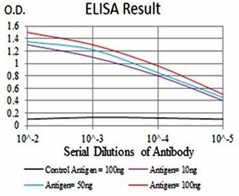 CASP3 Antibody