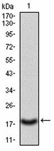CASP3 Antibody