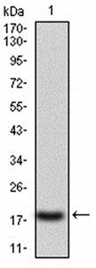 CASP3 Antibody