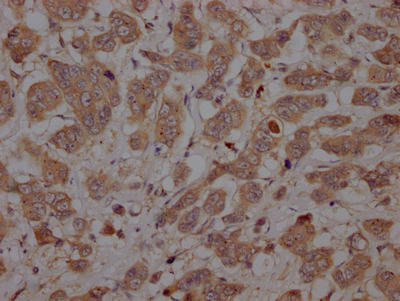 CASP3 Antibody
