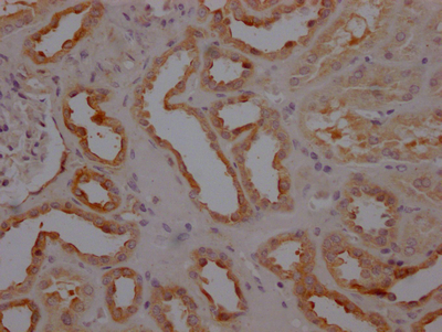 CASP3 Antibody