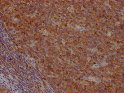 CASP3 Antibody