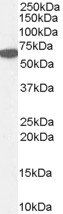 Catalase/CAT Antibody