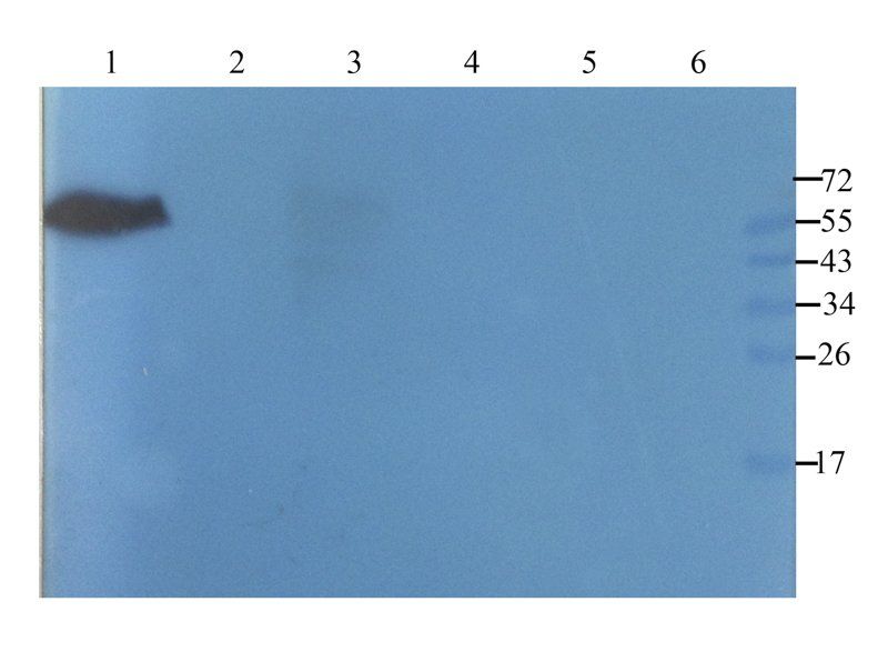 Cathepsin G Rabbit Polyclonal Antibody