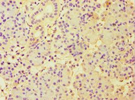 CBLC Antibody