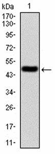CBX1 Antibody