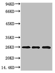 CBX3 Antibody