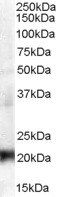 CBX3/HP1 Gamma Antibody