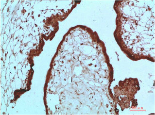 CBX5 Antibody