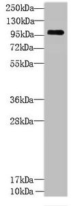 CCDC103 Antibody