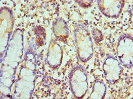 CCL8 Antibody