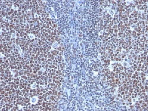 CCNB1 Antibody